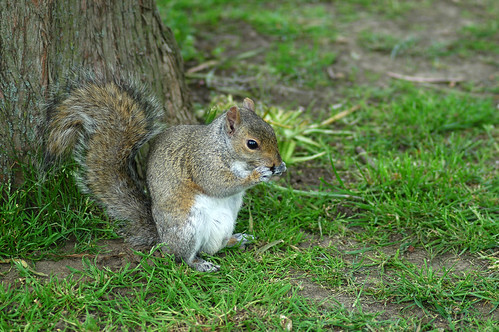 Squirrel 3 | by josephpaul73