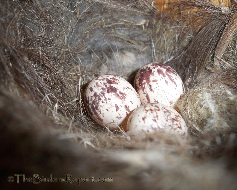 Ash-throated Flycatcher Eggs in Nest