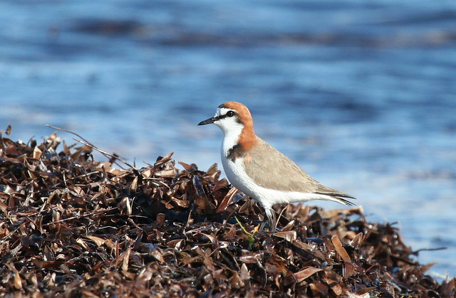 Red-Capped Plover