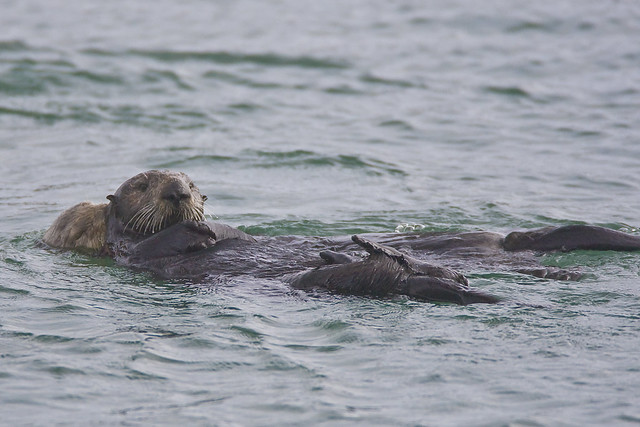 Mother Sea Otter (Enhydra lutris)  and her pup, in Morro Bay, CA