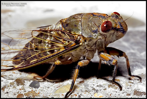 Cicada by Edgar Thissen