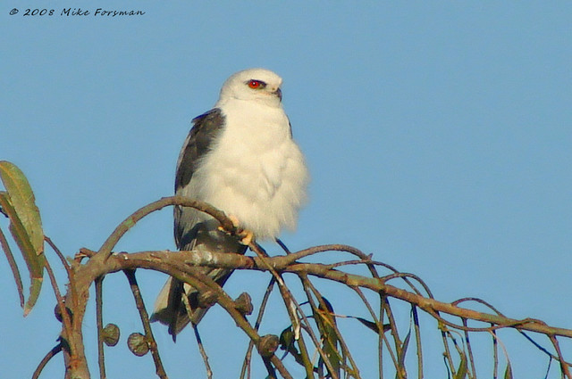 Perched White-tailed Kite