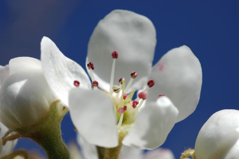 Flor de perer / Flor de peral / Pear tree flower