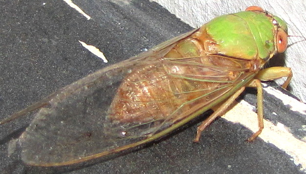 ecosystem/fauna/ Cicada/Cicadidae/Chremistica ochracea subsp. ochracea?