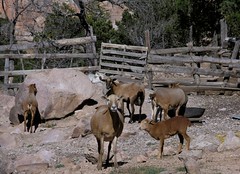 Borregos - sheep; al este de Balleza, hacia Hidalgo de Parral, Chihuahua, Mexico