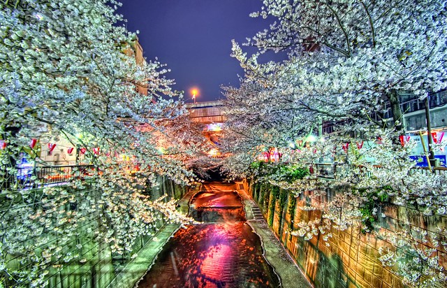 Cherry Blossoms at Night