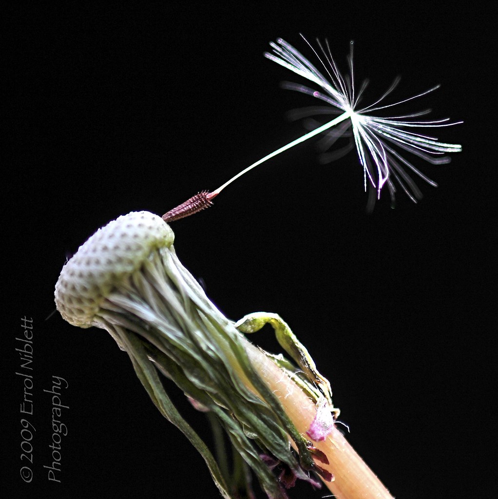 Stage 16/16 -  Final Seed  - (Dandelion from Flower-bud to final seed) by Tripod 01