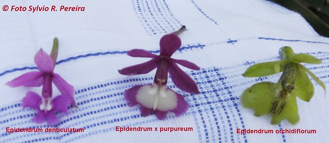 Epidendrum x purpureum e seus pais