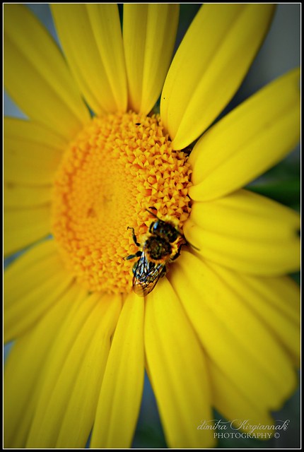 a bee kisses a daisy....