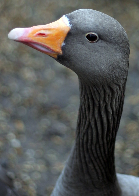 Yet further goose