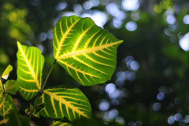 Amazon Leaf in Sun