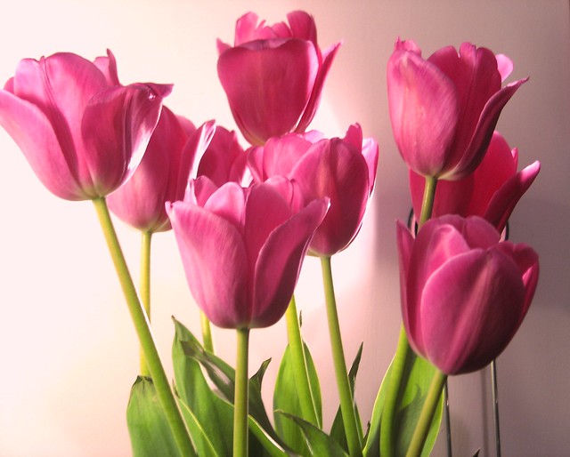 tulipani in vaso