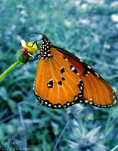 Monarch Dance | by Co®tex™
