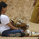 Girl with a tiger on her lap