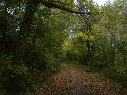 Woodland path Watton-at-Stone Circular