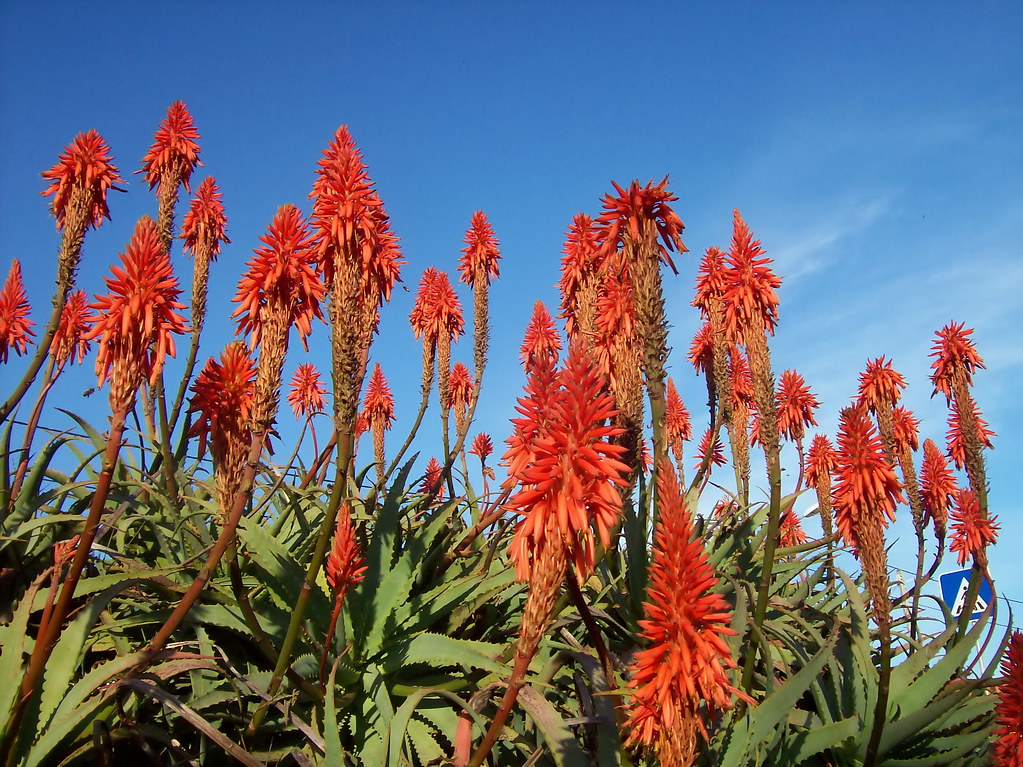 Aloe Vera | É época da flor da aloe vera, estas eram em gran… | Flickr