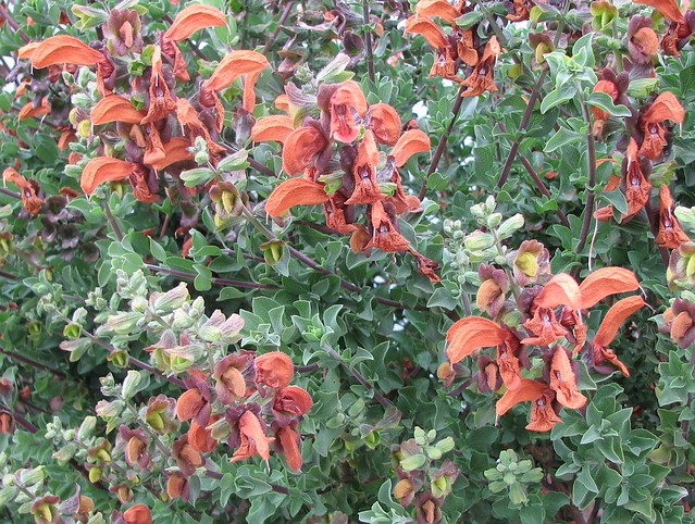 Salvia aurea (formerly S. africana-lutea)