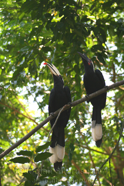 Black Hornbills (anthracoceros malayanus)