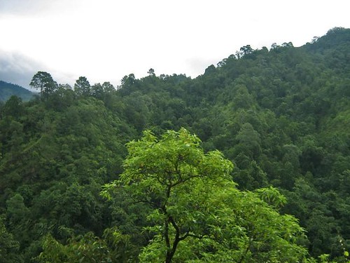 nepal green nature contrast forest shades jungle greenhills roadsidetrees nepalflora