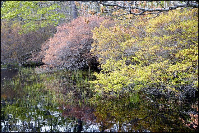 beech forest pond 2