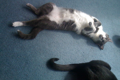 belly | do cats normally sleep like that? | Veronica Belmont | Flickr