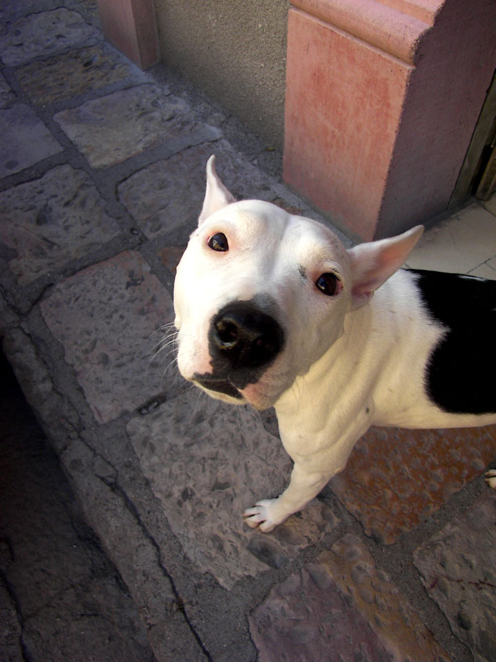 chien - dog - perro