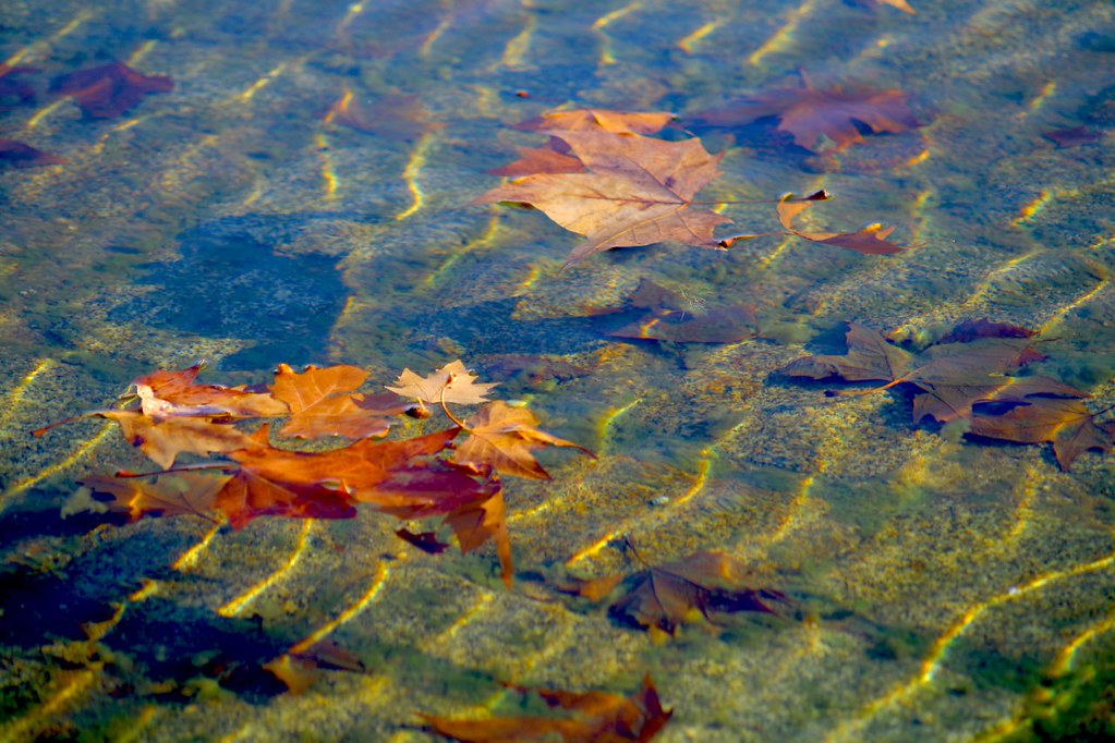 Leaves in pond 1
