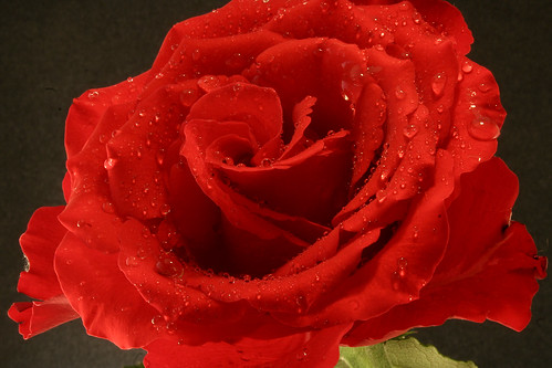 My love is like a red red rose | Oh, my love is like a red, … | Flickr