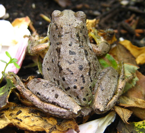 Quadra TreeFrog Backside | Been looking for one of these cri… | Flickr