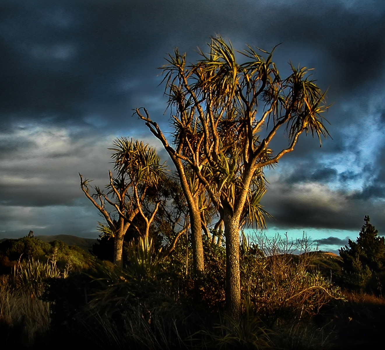 When the sun kissed the cabbage trees goodnight, New Zealand
