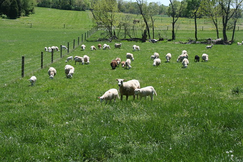 animal spring sheep farm flock pasture fencing grazing katahdin hairsheep