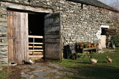 Three ducks and a Byre | by robin109