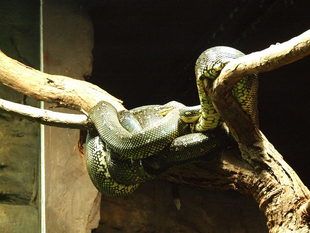 A snake at Sydney Wildlife World