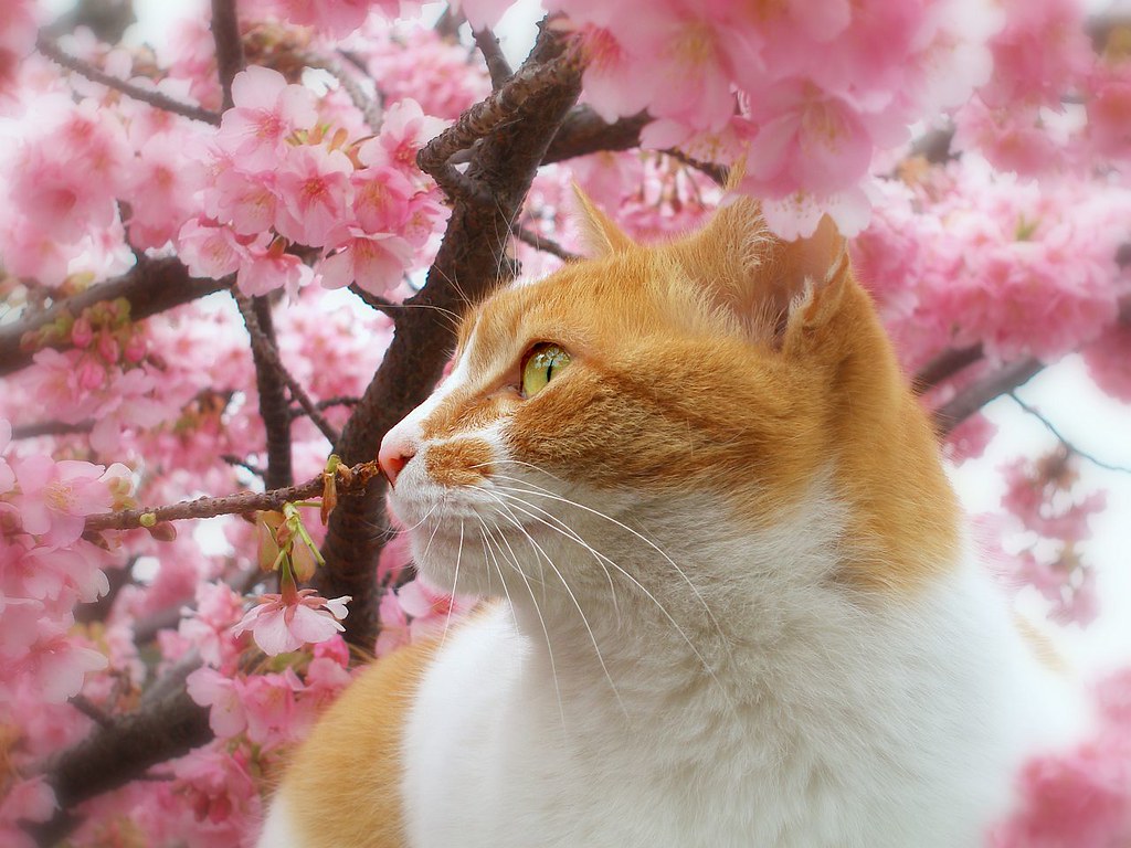 Sakura Cat