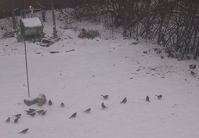 1.28 Snow and Sparrows | Honestly, it's like they sit and wa… | Flickr