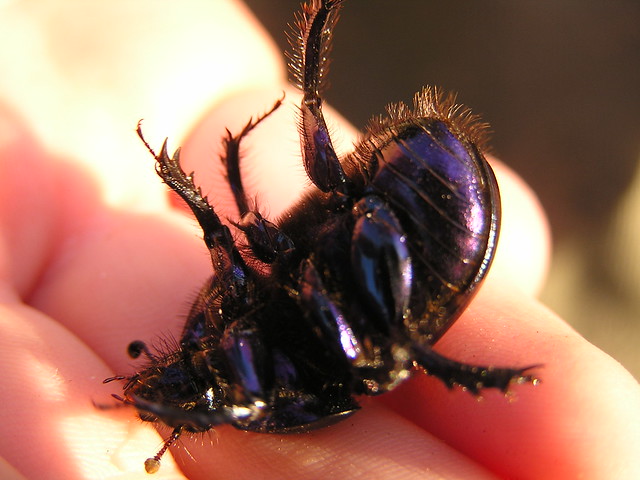 big black beetle with purplish hue