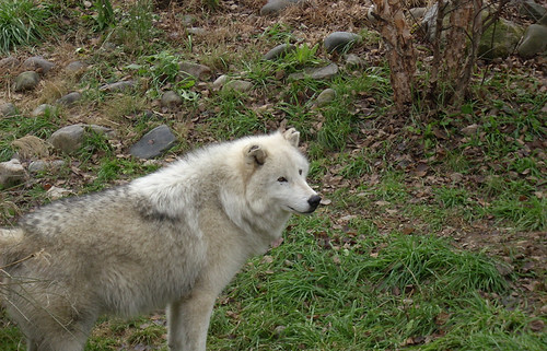Wolf | by Green Tea Nene