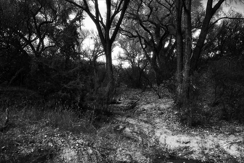 Dead Horse Ranch Path in Black and White by Juli Kearns (Idyllopus)