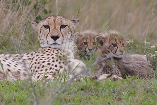 Cheetah and Cubs | by rpgold