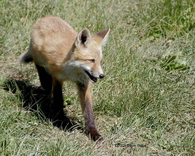 Fox kit - Karns Meadow, Jackson, WY