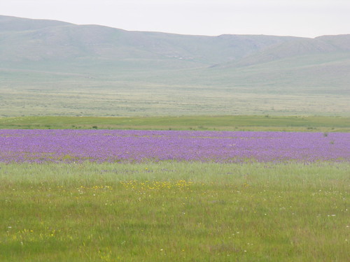 flowers meadows july 2006 mongolia steppes 72606 arkhangayaimag ogiynuursum chilenbalgas
