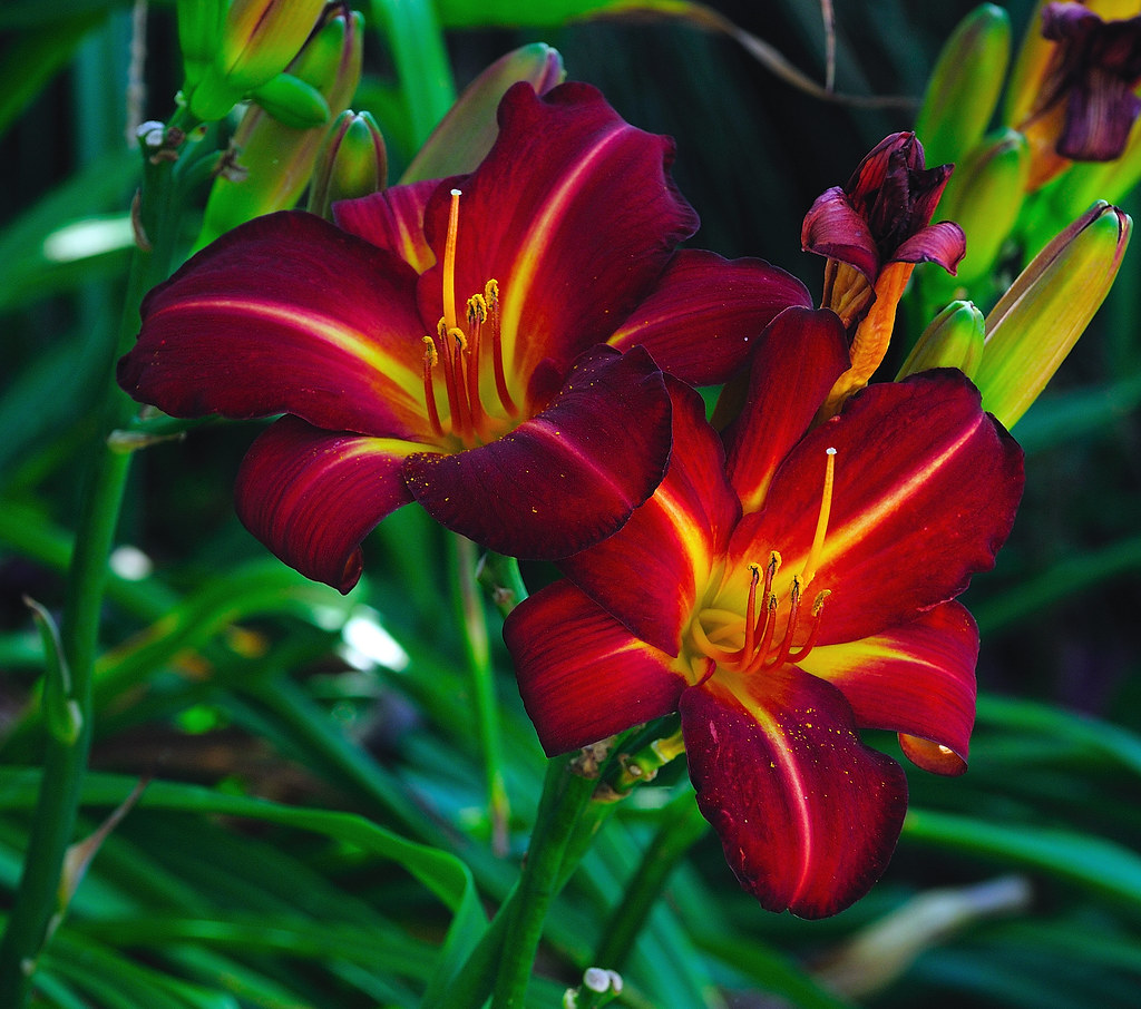 Deep Red Lilly | ...at least I think it's a lilly! | Alex Cowley | Flickr