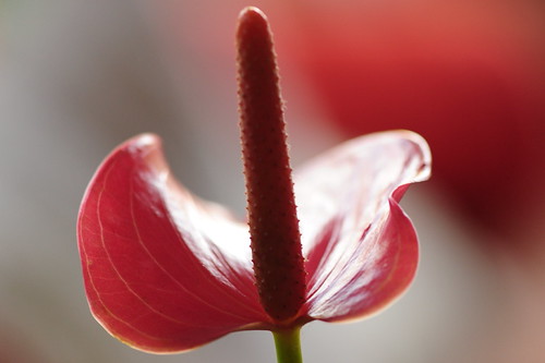 Stand tall | by tinkie2010