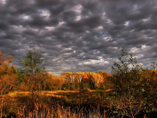 wetlands by -Chad Johnson
