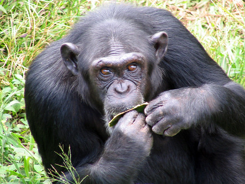 Chimpanzee at Ngamba Island