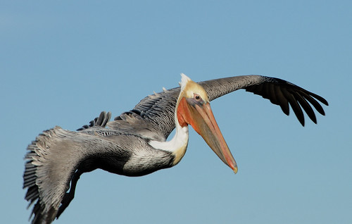 Pelican Flying High by JaneShih335