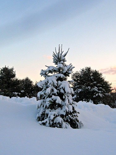 winter light sunset sky snow tree clouds forest branches maine snowstorm calm boughs snowbank bough greendrz