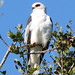 Flickr photo 'White-Tailed Kite' by: sgrace.