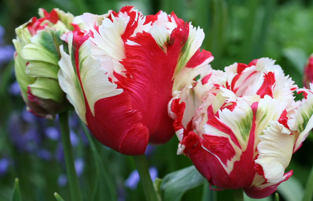 Tulip, Parrot, Estella Rijnveld | Cordial06 | Flickr