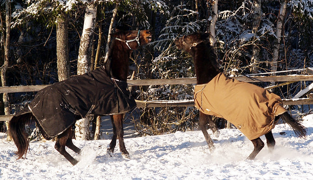Horses in Vantaa